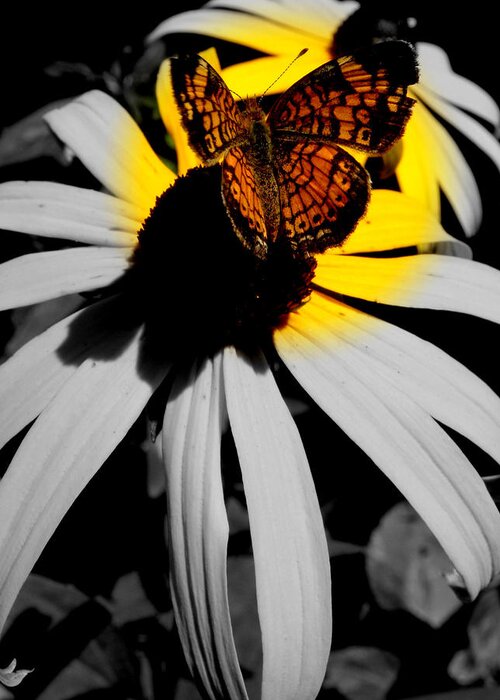 Butterfly Greeting Card featuring the photograph Frantilly Butterfly in focal blk and white by Kim Galluzzo