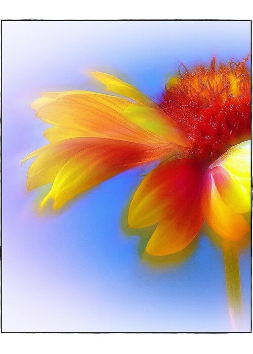Composite Greeting Card featuring the photograph Fresh as a Daisy by Judi Bagwell