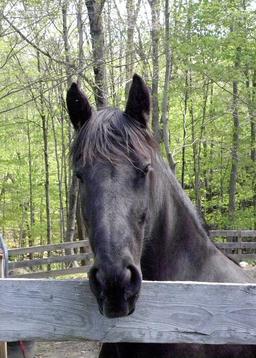 Friesian Horse Greeting Card featuring the photograph Friesian alert by Kim Galluzzo Wozniak
