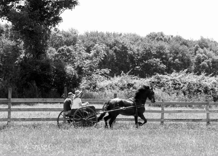 Friesian Horse Greeting Card featuring the photograph Friesian in Motion by Kim Galluzzo