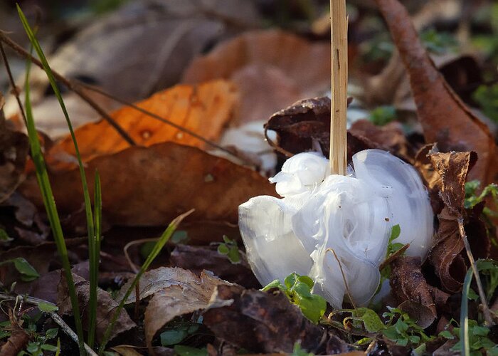 Frost Blossom Greeting Card featuring the photograph Frost Blossom Lost Valley by Michael Dougherty