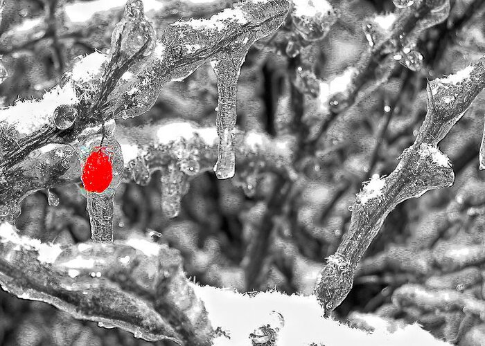 Snow Greeting Card featuring the photograph Frozen Berry by Joe Myeress