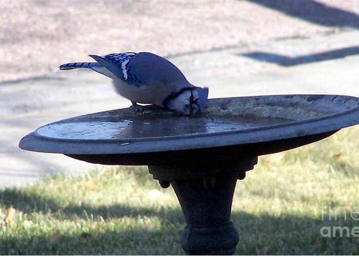Blue Jay Greeting Card featuring the photograph Frustration by Dorrene BrownButterfield