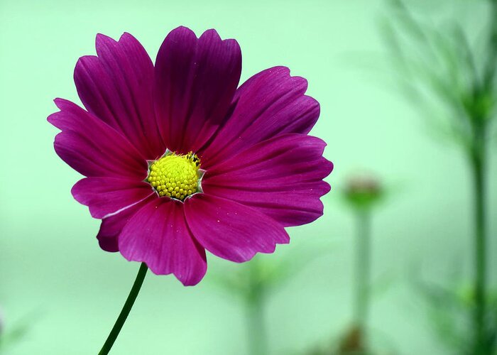 Cosmos Greeting Card featuring the photograph Fuschia by Janice Drew