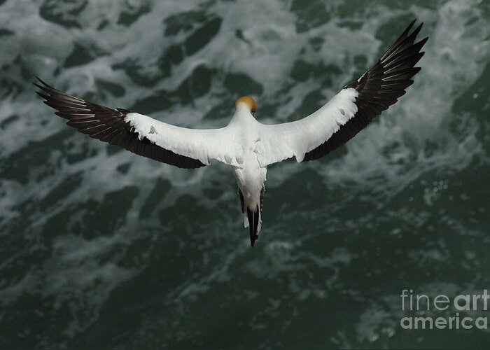 Gannets Greeting Card featuring the photograph Gannet New Zealand 3 by Bob Christopher