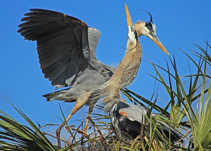 Great Blue Heron Greeting Card featuring the photograph Great Blue Heron courtship display by Larry Nieland