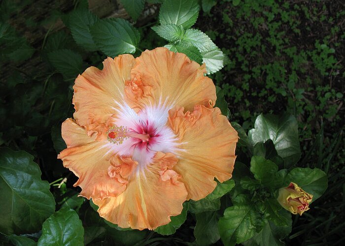 Orange Greeting Card featuring the photograph Gentle Orange Hibiscus by Connie Fox