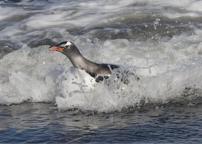 00429480 Greeting Card featuring the photograph Gentoo Penguin Riding Surf To Shore by Flip Nicklin