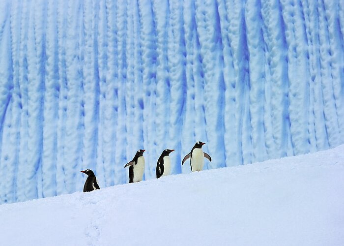 Bird Greeting Card featuring the photograph Gentoos on Ice by Tony Beck
