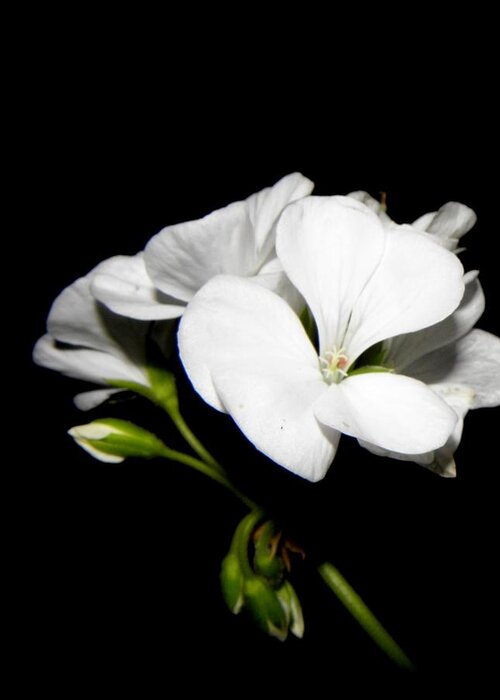 Geranium Greeting Card featuring the photograph Geranium White by Kim Galluzzo Wozniak