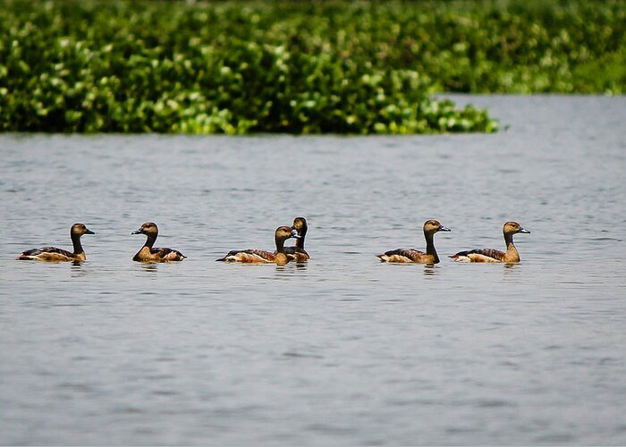 Ducks Greeting Card featuring the photograph Get your ducks in a row by SAURAVphoto Online Store