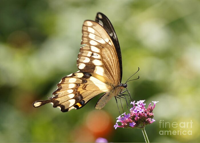 Giant Swallowtail Greeting Card featuring the photograph Giant Swallowtail Butterfly by Robert E Alter Reflections of Infinity