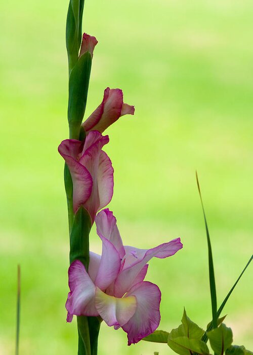 Blossom Greeting Card featuring the photograph Gladiolus Blossoms by Ed Gleichman