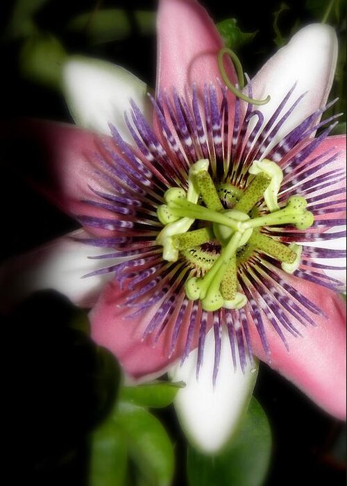 Passion Flower Greeting Card featuring the photograph Glowing In Passion by Kim Galluzzo