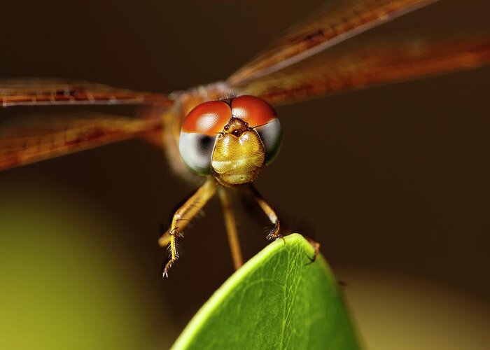Dragonfly Greeting Card featuring the photograph Goggle Eyes by Nick Shirghio