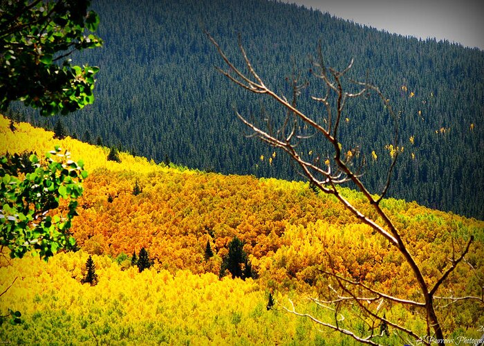 Quaking Aspen Greeting Card featuring the photograph Gold to Green by Aaron Burrows