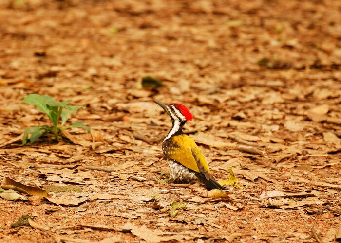 Golden Greeting Card featuring the photograph Golden backed woodpecker by Fotosas Photography