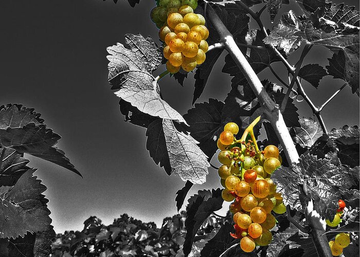 Grapes Greeting Card featuring the photograph Golden Clusters by William Fields