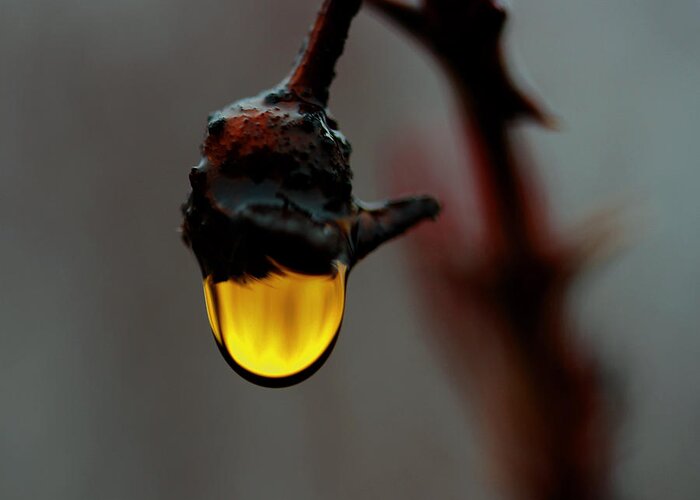 Rain Drop Greeting Card featuring the photograph Golden Drop by Marie Jamieson