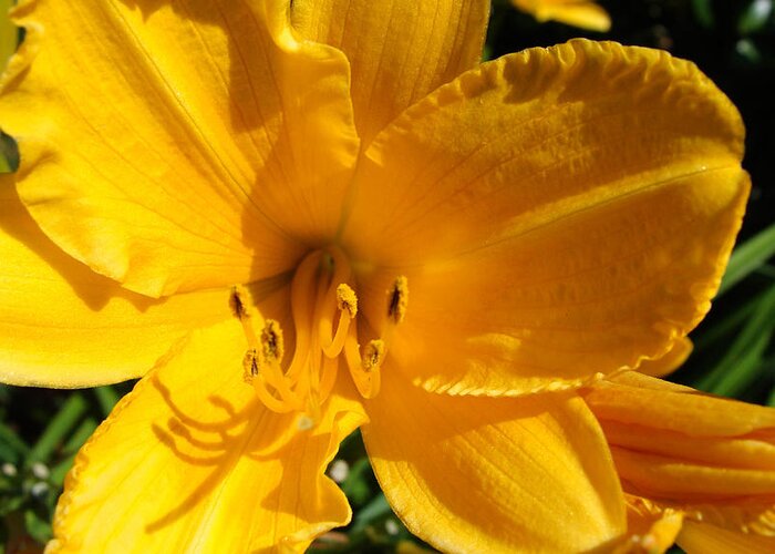 Lily Greeting Card featuring the photograph Golden Lily by Stacy Michelle Smith