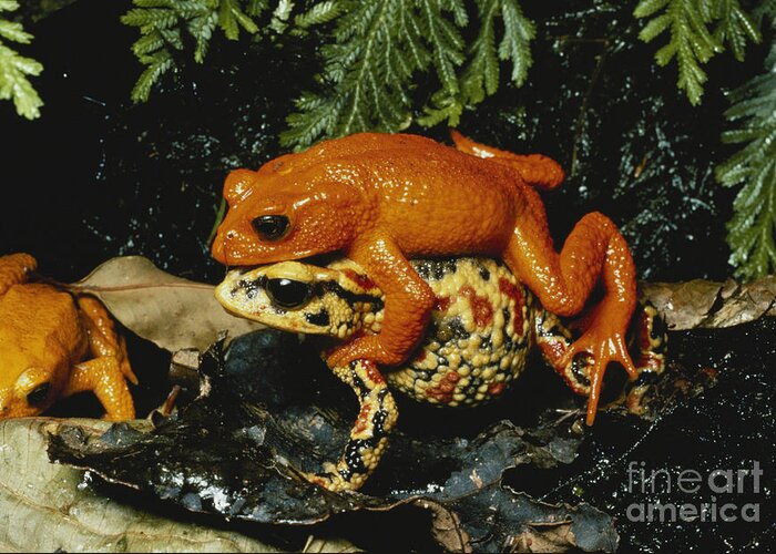 Golden Toad Greeting Card featuring the photograph Golden Toads Mating by Gregory G Dimijian MD