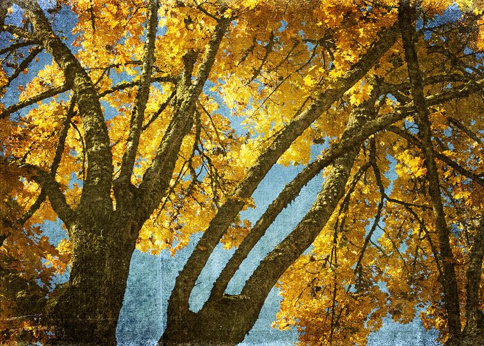 Tree Art Greeting Card featuring the photograph Golden Tree by Bonnie Bruno