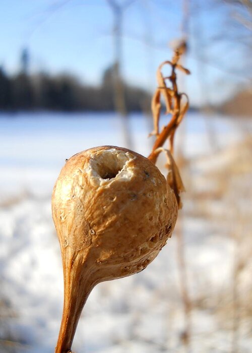 Close Up Greeting Card featuring the photograph Goldenrod Gall Hole by Kent Lorentzen