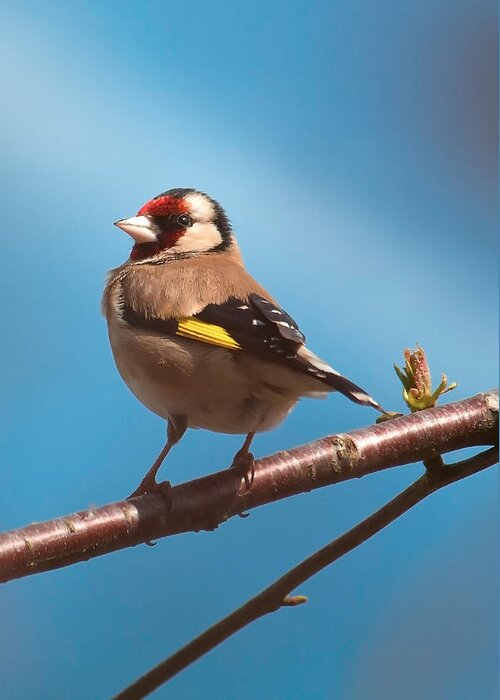 Bird Greeting Card featuring the photograph Goldfinch by Shirley Mitchell