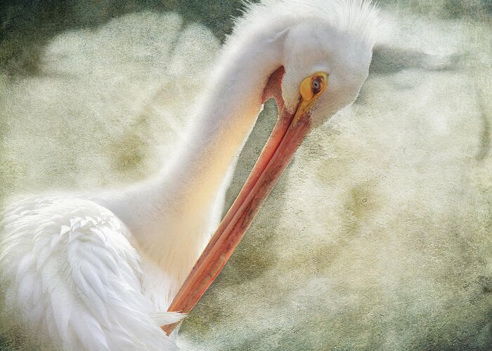 Pelicans Greeting Card featuring the photograph Good Grooming by Laurie Search