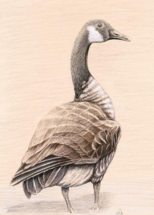Goose Greeting Card featuring the drawing Goose by H C Denney