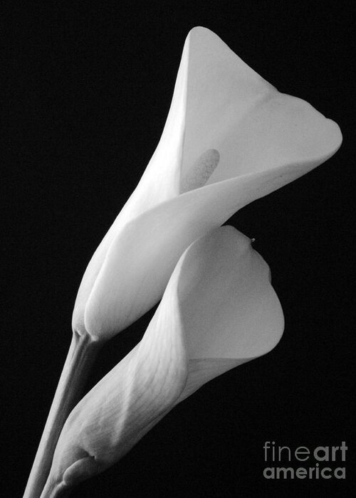 Calla Lily Greeting Card featuring the photograph Grace Abounds by Everette McMahan jr