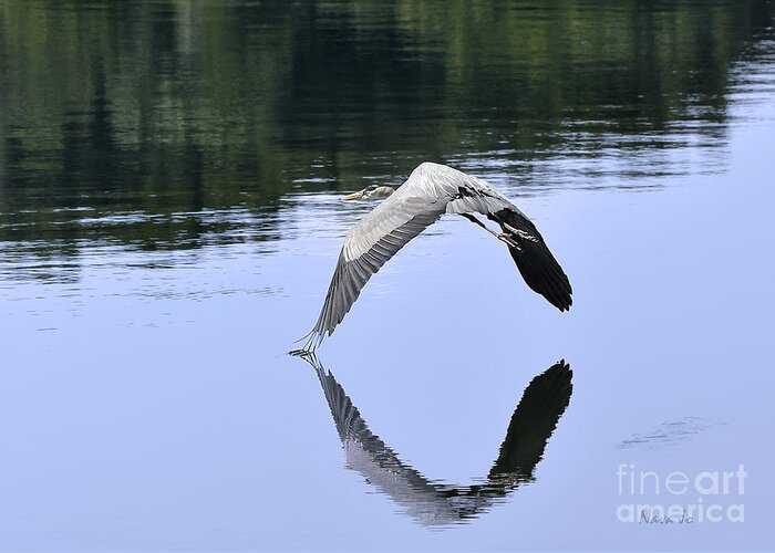 Nature Greeting Card featuring the photograph Graceful Heron by Nava Thompson