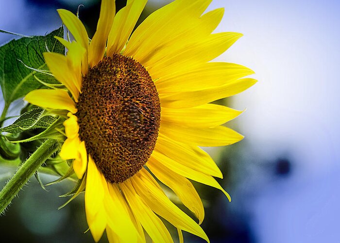 Graceful Greeting Card featuring the photograph Graceful Sunflower by Trudy Wilkerson