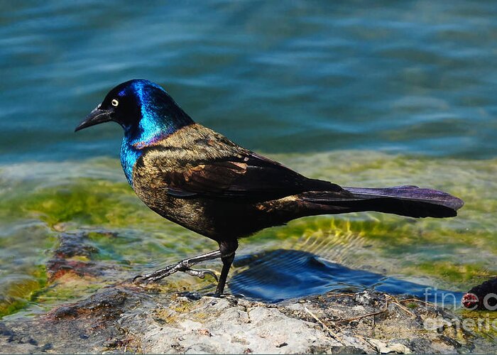 Bird Greeting Card featuring the photograph Grackle by Elaine Manley
