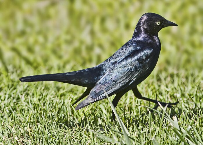 Grackle Greeting Card featuring the photograph Grackle Strut by Gregory Scott