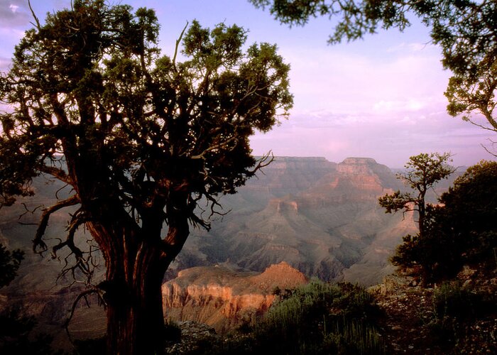 Grand Canyon Greeting Card featuring the photograph Grand Canyon by Jim Painter