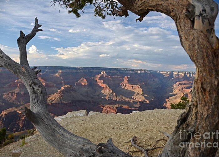 Grand Canyon Greeting Card featuring the photograph Grand Canyon Tree by Cassie Marie Photography