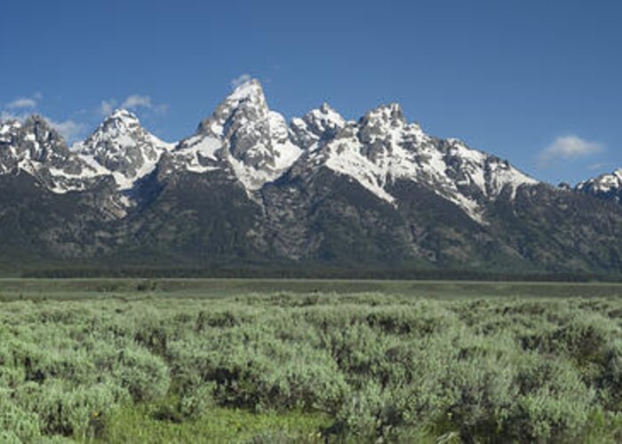 Landscape Greeting Card featuring the photograph Grand Teton Spring by Sandra Bronstein