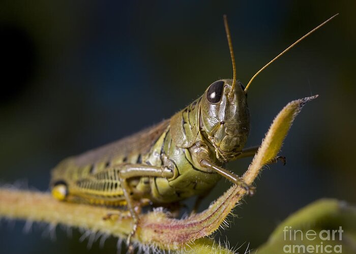 Grasshopper Greeting Card featuring the photograph Grasshopper by Art Whitton