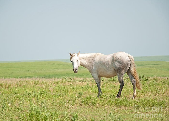 Horse Greeting Card featuring the photograph Gray on Prairie by Sari ONeal