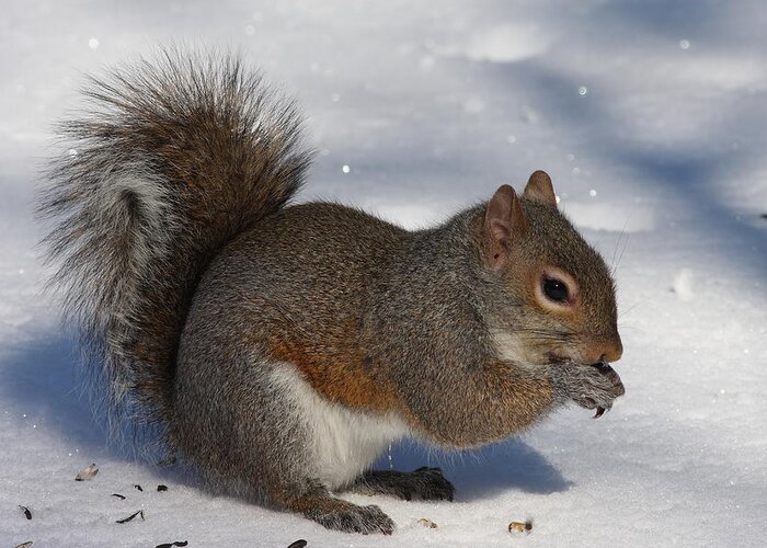 Gray Squirrel Greeting Card featuring the photograph Gray Squirrel On Snow by Daniel Reed
