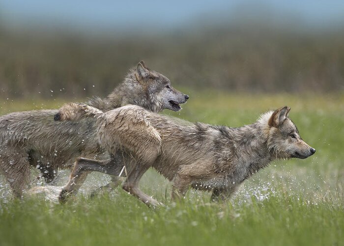 00177032 Greeting Card featuring the photograph Gray Wolf Pair Running Through Water by Tim Fitzharris