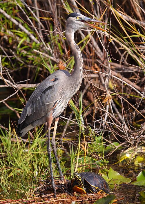 Turtle Greeting Card featuring the photograph Great Blue Heron and Turtle by Bruce J Robinson