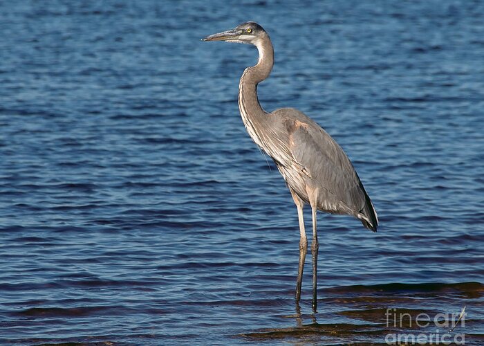 Great Blue Heron Greeting Card featuring the photograph Great Blue Heron by Art Whitton