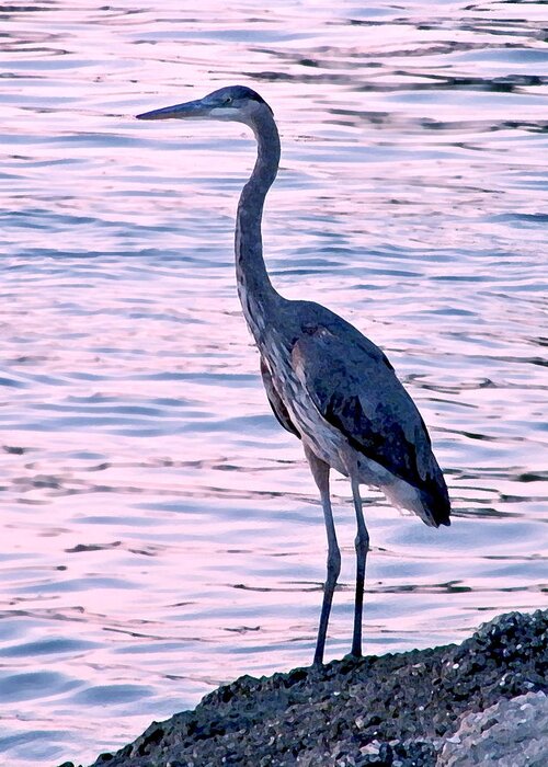 Great Blue Heron. Bird Greeting Card featuring the photograph Great Blue Heron by Brian Wright