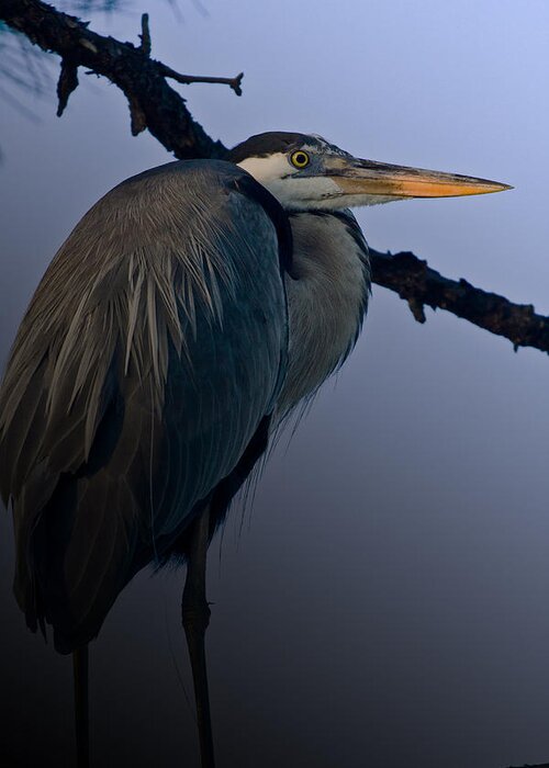 Great Blue Heron Greeting Card featuring the photograph Great Blue Heron in the Tree by Dorothy Cunningham