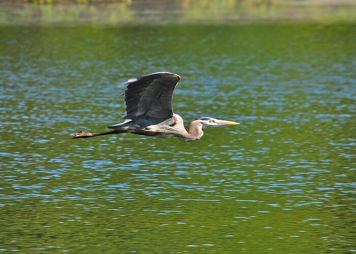 Great Blue Heron Greeting Card featuring the photograph Great Blue Heron Reaching Cruise Altitude by Mary McAvoy