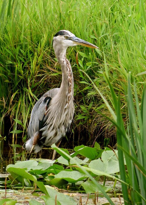 Heron Greeting Card featuring the photograph Great Blue Heron Walking by Azthet Photography