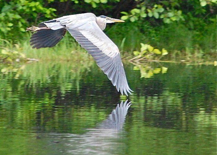 Great Blue Heron Greeting Card featuring the photograph Great Blue Heron Wing Dip by Mary McAvoy