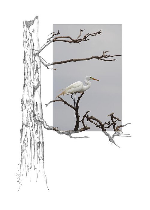 Great Egret Greeting Card featuring the photograph Great Egret - gnarled tree by Andrew McInnes